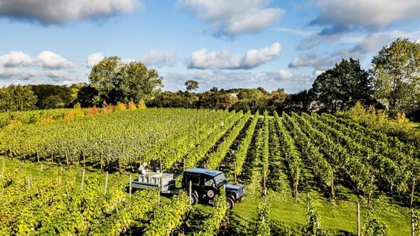 Stokkebye Vineyard